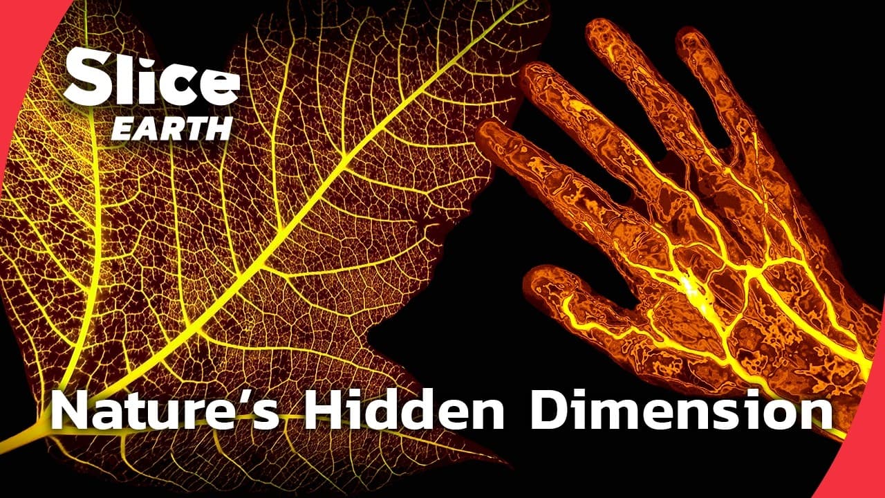 New Scientific Discoveries That Change Everything About Plants | SLICE EARTH | FULL DOC