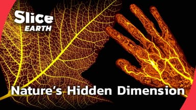 New Scientific Discoveries That Change Everything About Plants | SLICE EARTH | FULL DOC