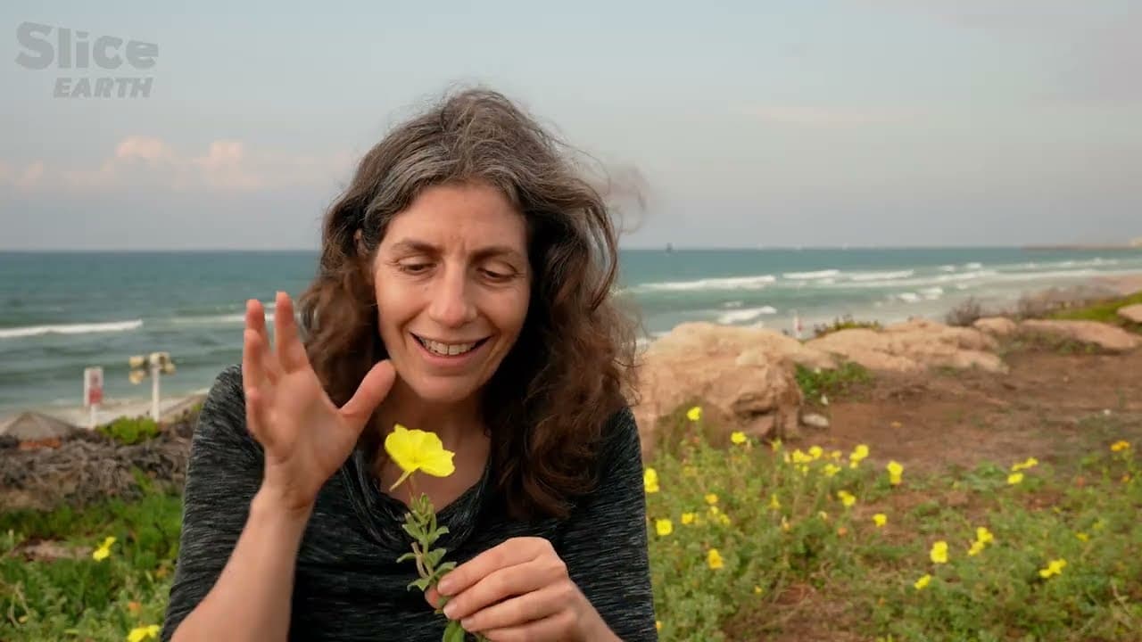 Focusing on how plants adapt to auditory stimuli